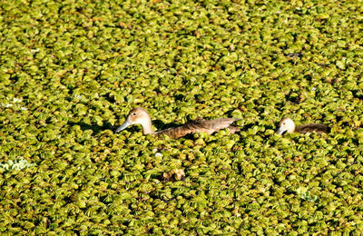 High angle view of bird on grass