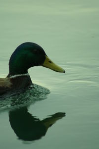 Close-up of mallard duck swimming in lake