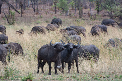 Kaffir buffalo in the savanna of in zimbabwe south africa