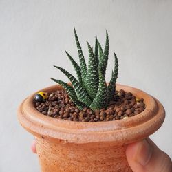 Close-up of hand holding fresh potted plant
