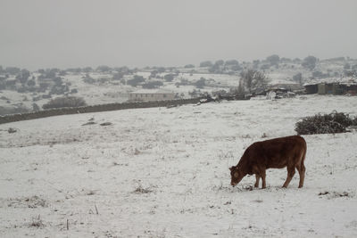 Horses on snow in city against sky