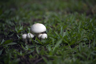 Close-up of mushrooms growing on land