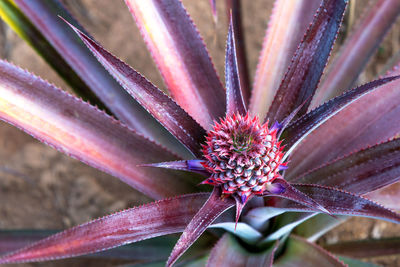 Close-up of purple flowering plant