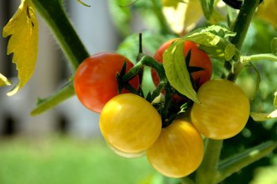 Close-up of ripening cherry tomatoes on the vine