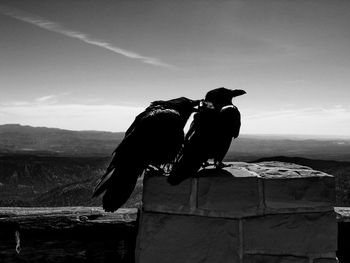 Ravens perching on surrounding wall against sky