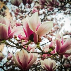 Close-up of pink magnolia blossoms