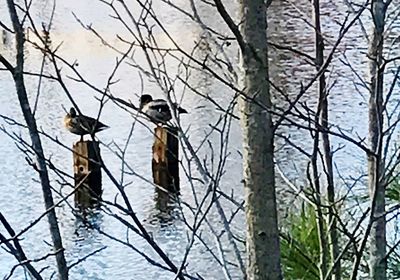 Birds perching on bare tree