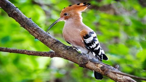 Bird perching on a tree