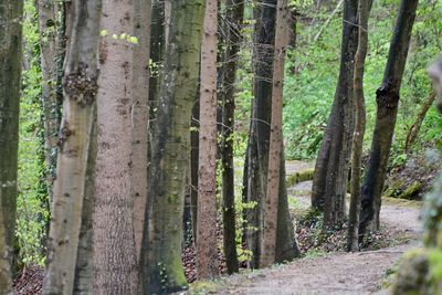 Trees growing in forest