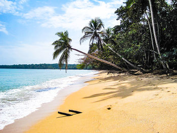 Palm trees on beach against sky