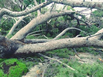 Close-up of tree branch