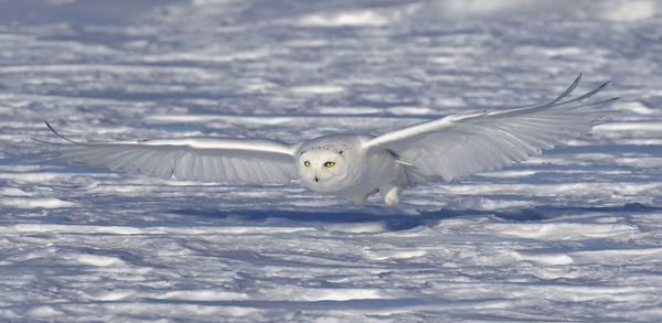 Seagull flying in snow