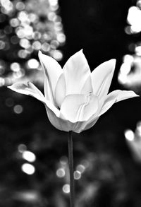 Close-up of white flowers blooming outdoors