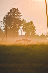 Trees on field against sky at sunset