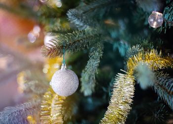 Close-up of christmas tree