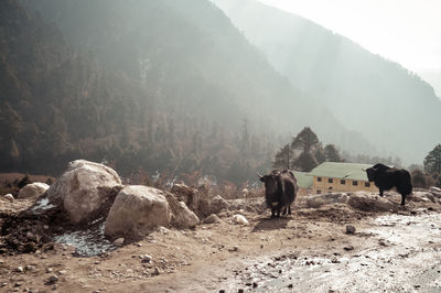 View of yak standing on mountain road  on landscape