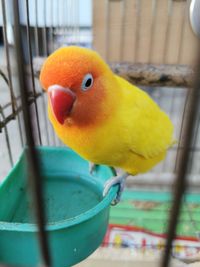 Close-up of parrot in cage