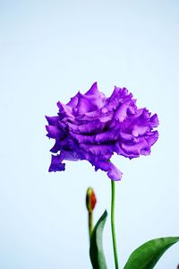 Close-up of fresh purple flower against white background