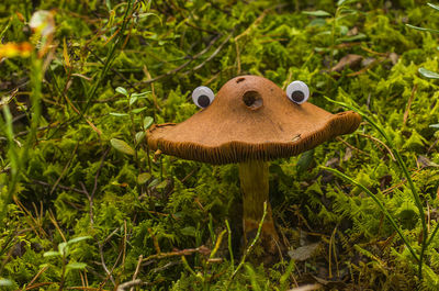 Close-up of mushroom growing on field