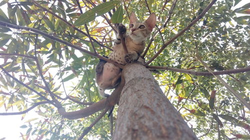 Low angle view of a tree