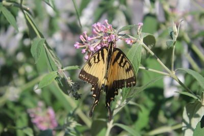 Butterfly perching on flower