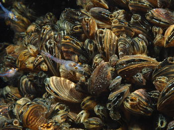 Full frame shot of seafood