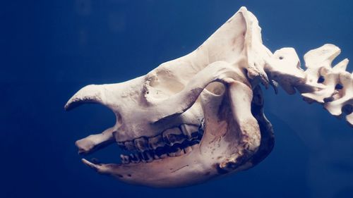 Close-up of animal skull