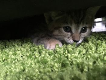 Portrait of cat on grass
