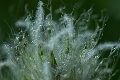 Close-up of water drops on spider web