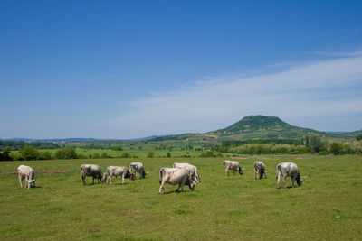 Cows grazing on field against sky