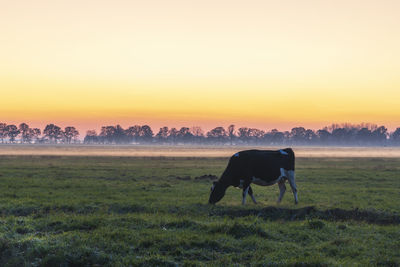 Horse grazing in field during sunset