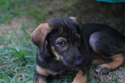 Close-up of puppy on field