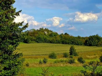 Scenic view of field against sky