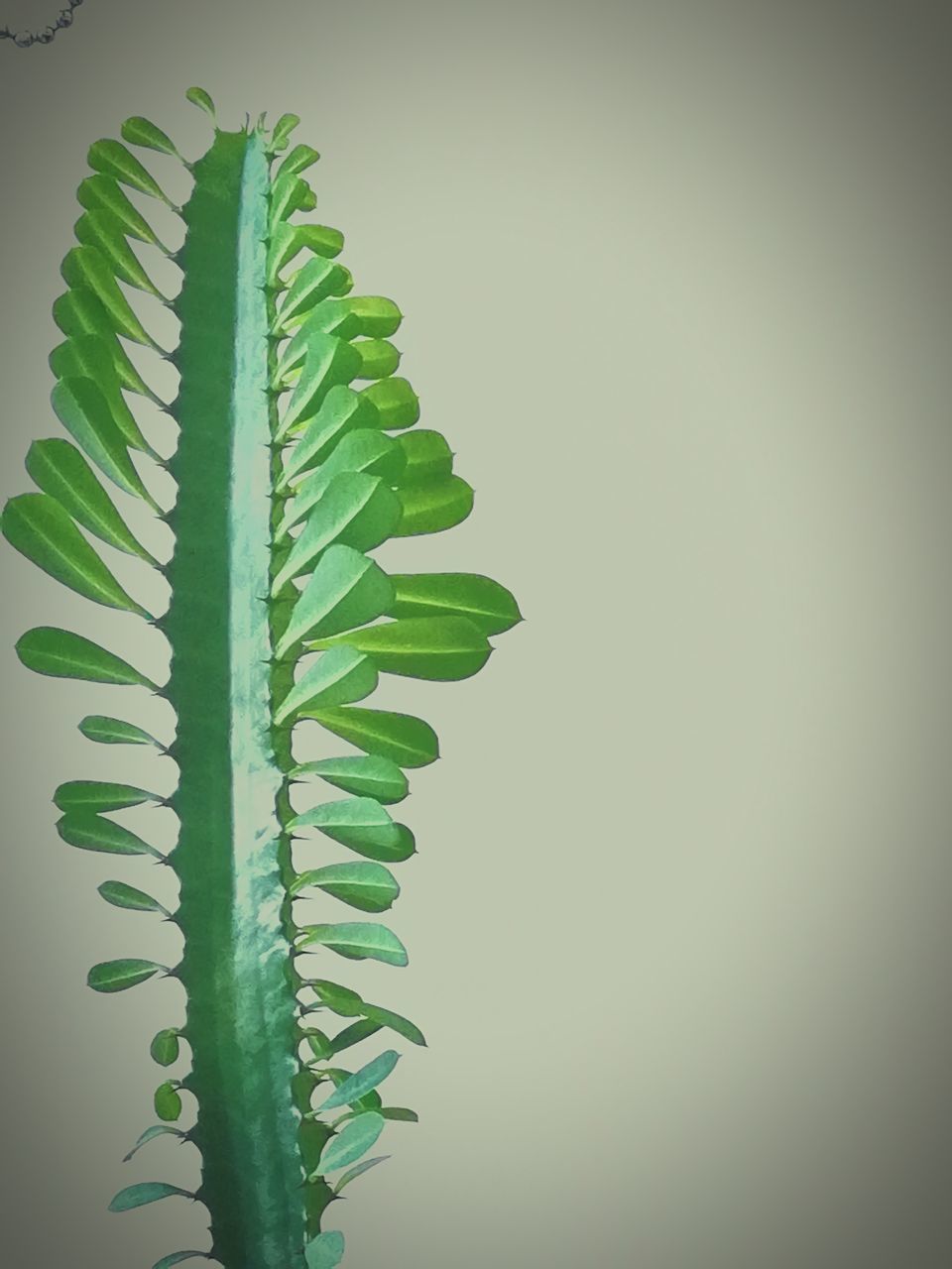 CLOSE-UP OF FERN LEAVES AGAINST SKY