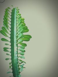 Close-up of fern leaves against white background