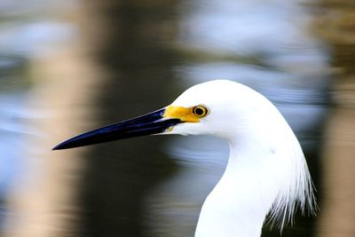 Close-up of a bird