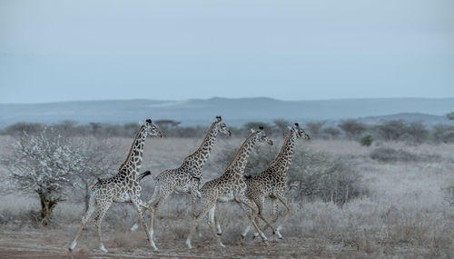 Dead plant on field against sky