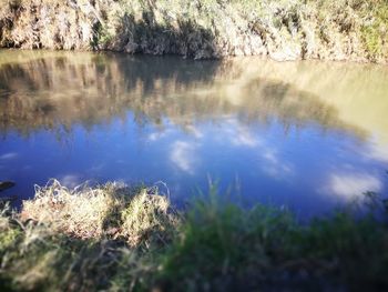 Reflection of trees in lake