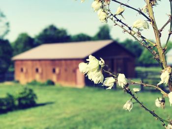Close-up of flower tree against sky