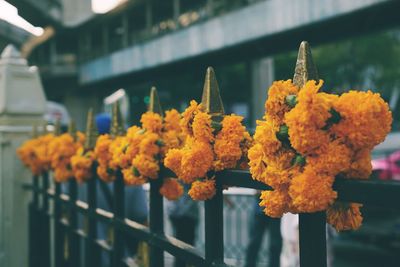 Close-up of orange marigold flowers