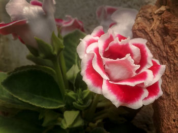 Close-up of pink rose