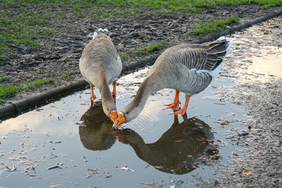 Ducks on lake