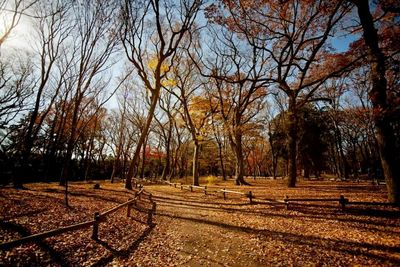 Bare trees on landscape