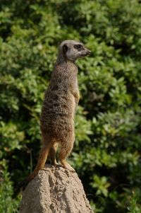 Squirrel standing on rock against trees