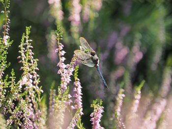 Close-up of insect on flower