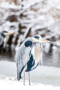 Close-up of grey heron bird perching on snow by icy lake in winter 