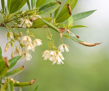 Close-up of flowering plant against tree