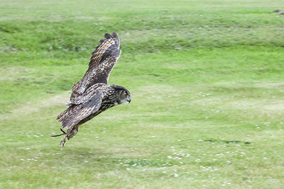 View of an animal on landscape