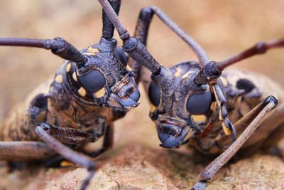 Close-up of insect on metal