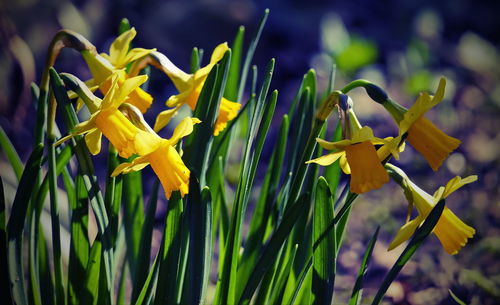 Close-up of flowers against blurred background